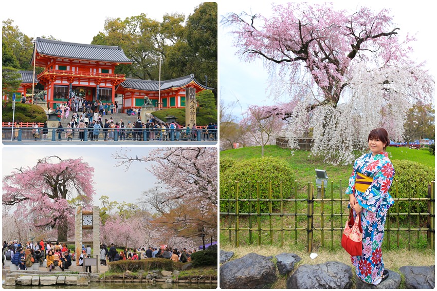 【京都賞櫻景點02】八坂神社 x 圓山公園：必看超美祇園枝垂櫻、祇園夜櫻，無料參觀的京都賞櫻名所
