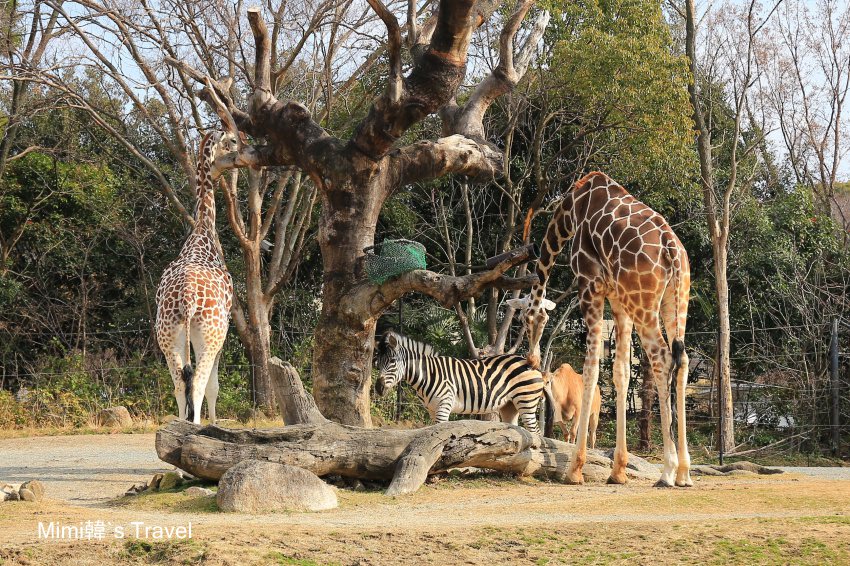 【天王寺動物園】必看北極熊餵食秀＆周邊順遊推薦｜大阪周遊卡免費親子景點