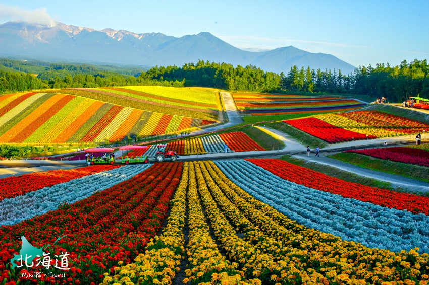 【四季彩之丘】北海道美瑛賞花景點(Mapcode)必看拼布花田