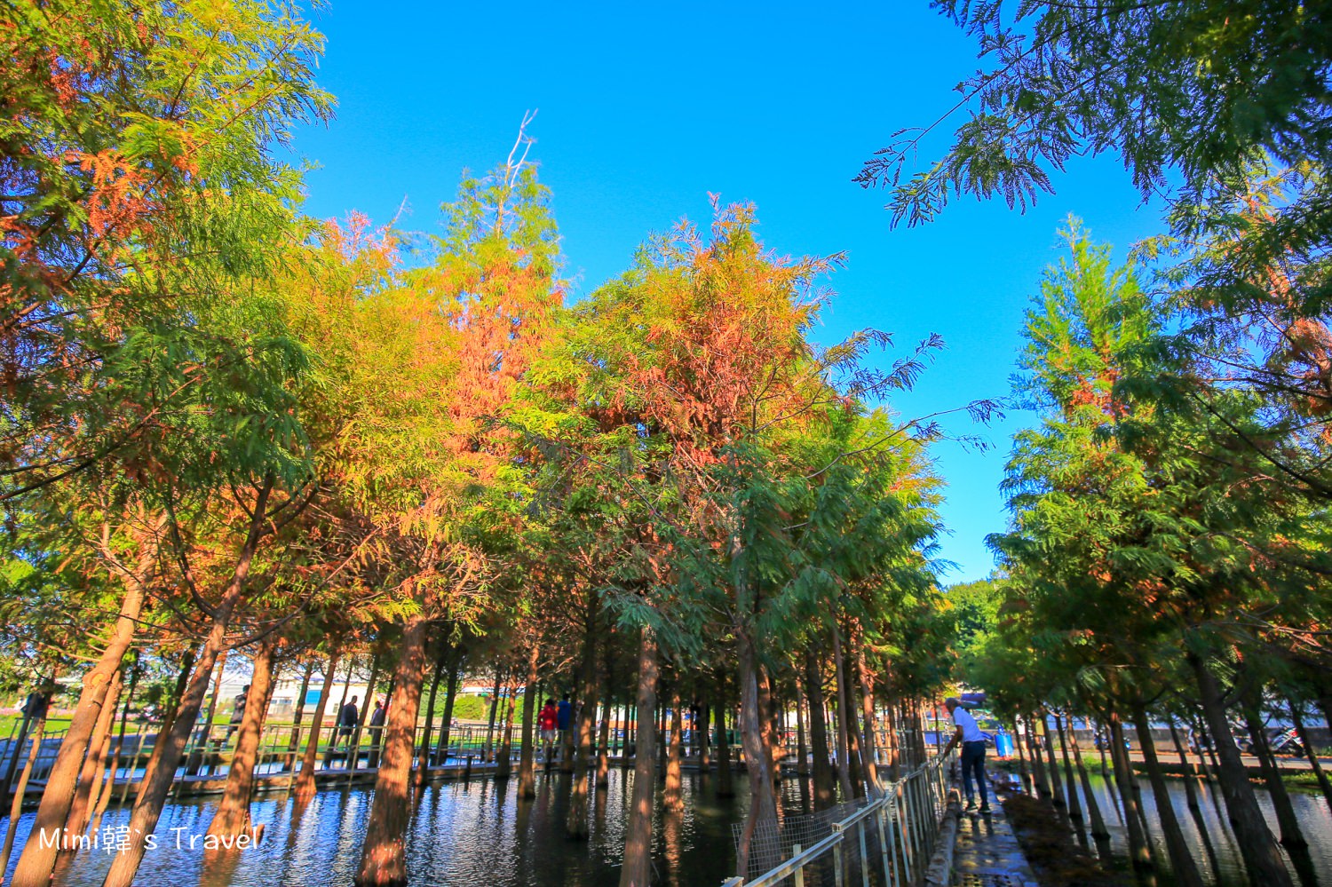 【台中落羽松景點】中科落羽松＆廣興花海登場，台中最夯IG景點，季節限定超好拍