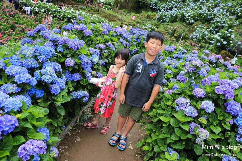 【台北陽明山】高家農園竹子湖繡球花海：花團錦簇滿滿花海絢麗奪目，超漂亮唷～
