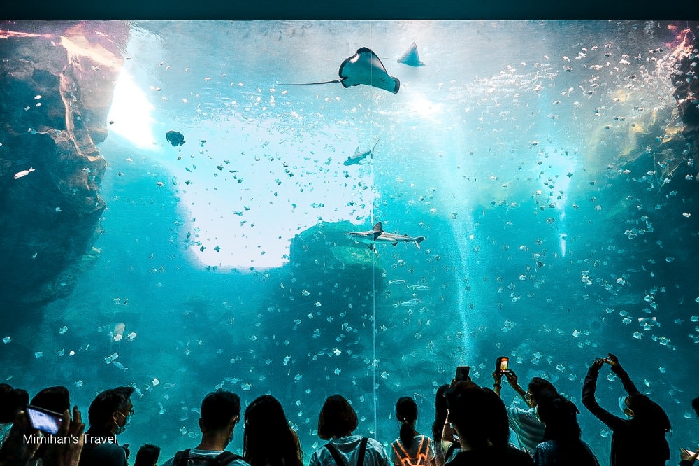 桃園景點｜Xpark水族館：最新購票重點/交通建議/必拍景心得全攻略