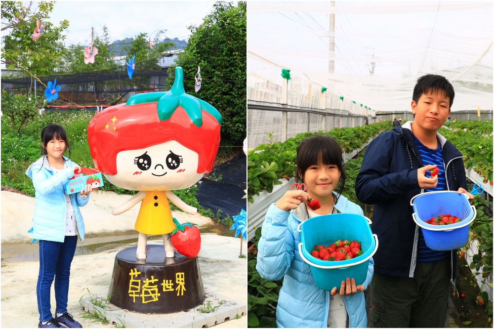 【台中草莓園】草莓世界(2023已開園)：台中採草莓親子景點超好玩！免費入園無低消