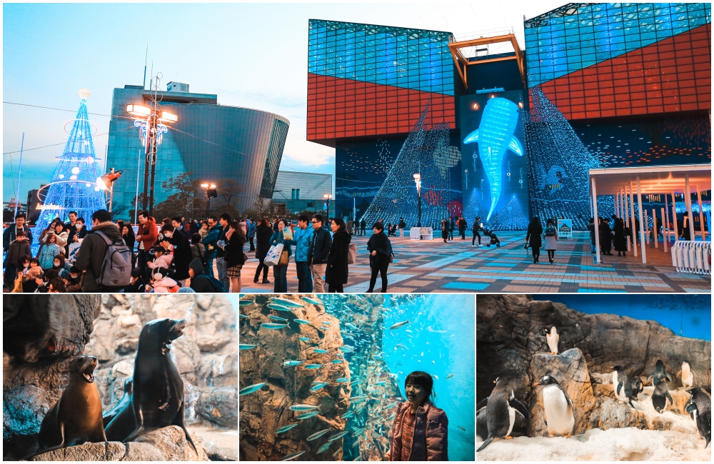 【大阪親子景點】海遊館：鯨鯊企鵝萌海豹必看明星、門票優惠＆交通玩樂一篇搞定