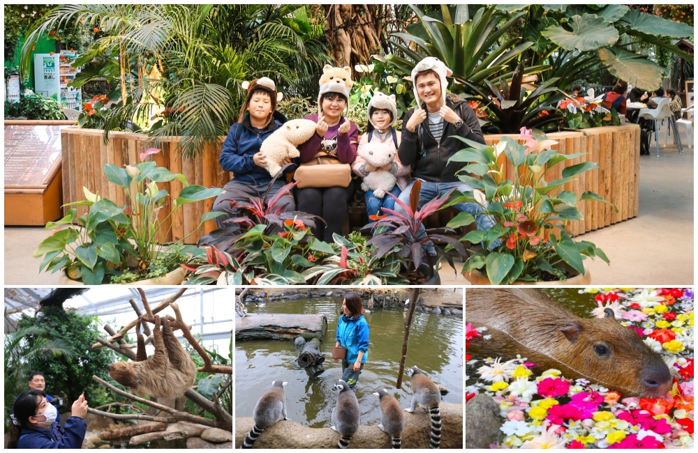 神戶景點「神戶動物王國」親子旅遊超人氣：水豚君大樹懶互動零距離！交通＆門票建議