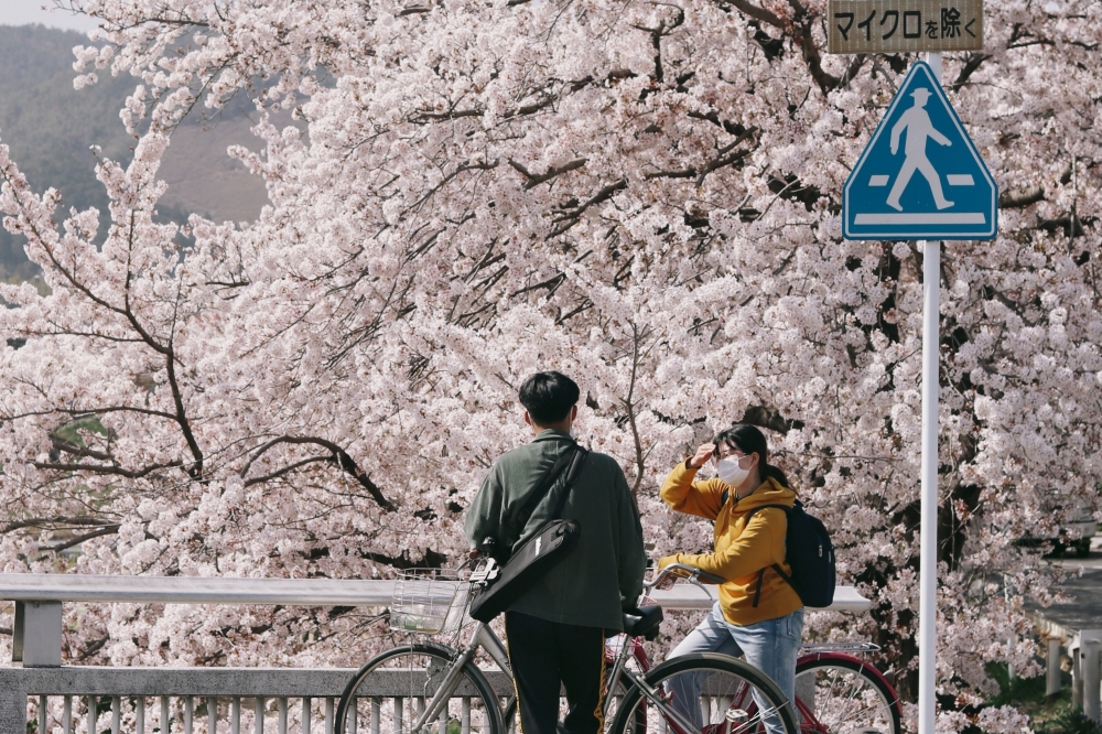 【2025京都櫻花指南】精選京都賞櫻景點、行程規劃與最新花況情報預測！