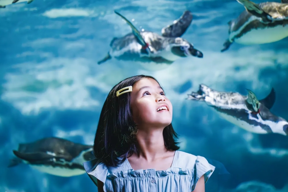 沖繩水族館怎麼選？美麗海vs DMM｜票價、路線、體驗一次看懂