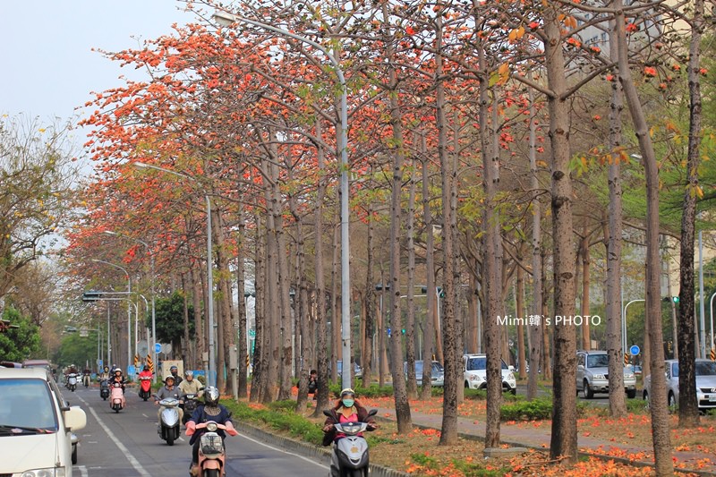 東豐路木棉花3.JPG