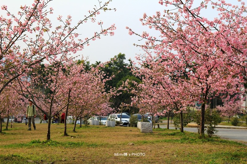 小半天櫻花5.JPG