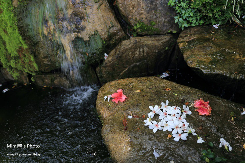 嘉義景點-圓林仔藍花楹油桐花-23.jpg