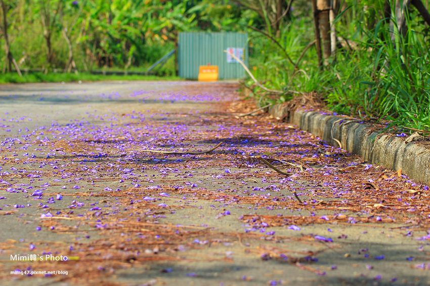 嘉義景點-圓林仔藍花楹油桐花-15.jpg