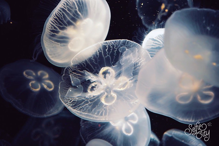 SelfieCity_20170311203312_org.jpg SelfieCity_20170311203312_org.jpg