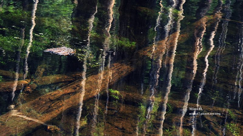 南投鹿谷忘憂森林34.JPG 南投鹿谷忘憂森林34.JPG