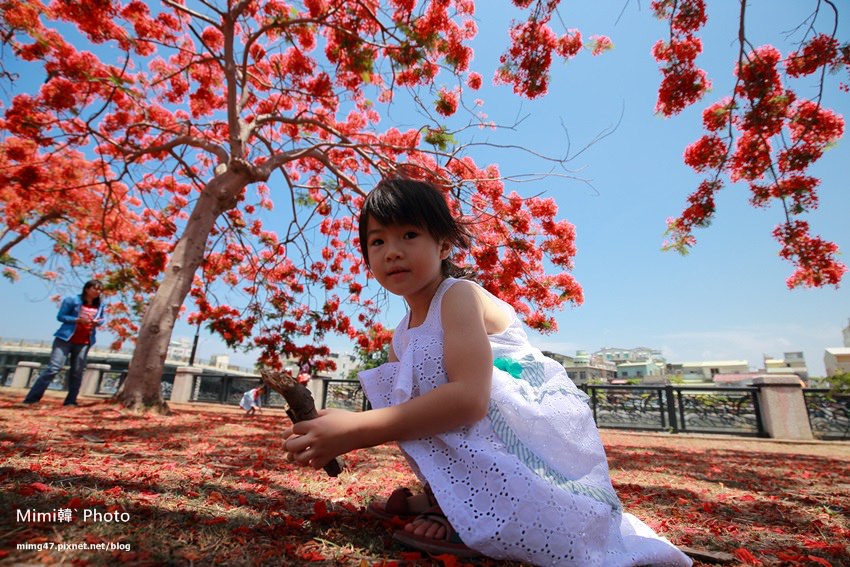 台南景點-安億橋鳳凰花-16.jpg