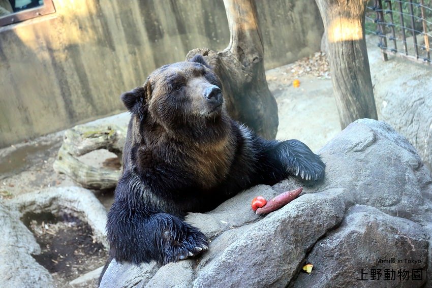 上野動物園-17.jpg