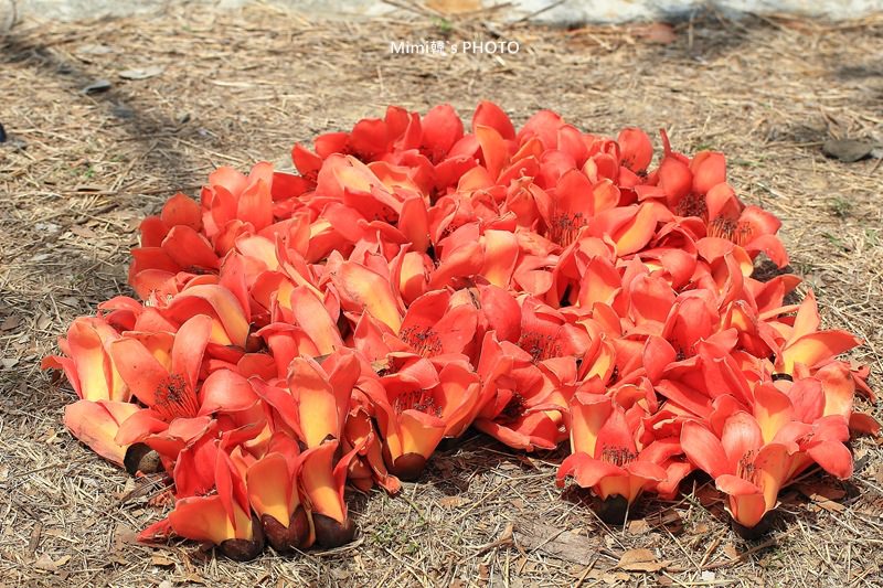 白河木棉花24.JPG