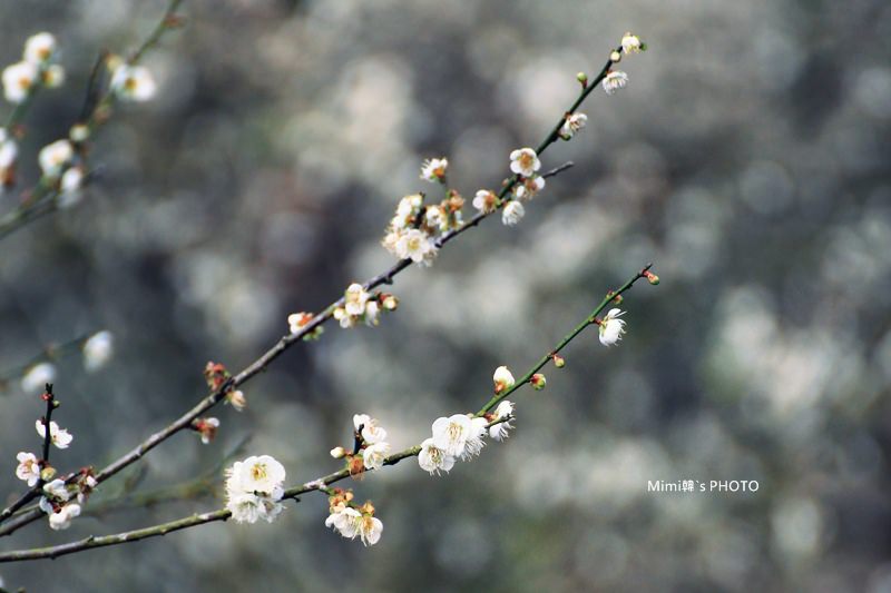 梅嶺賞梅44.JPG