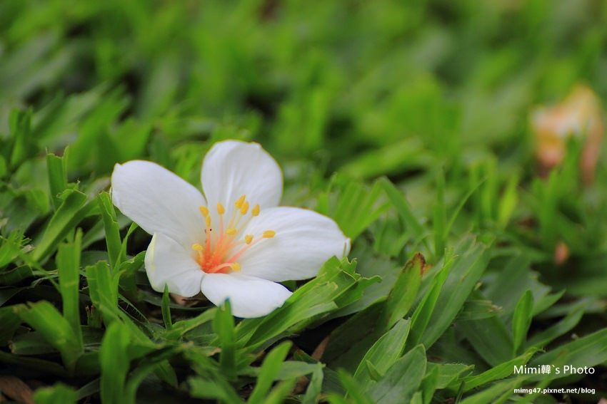 嘉義景點-圓林仔藍花楹油桐花-28.jpg
