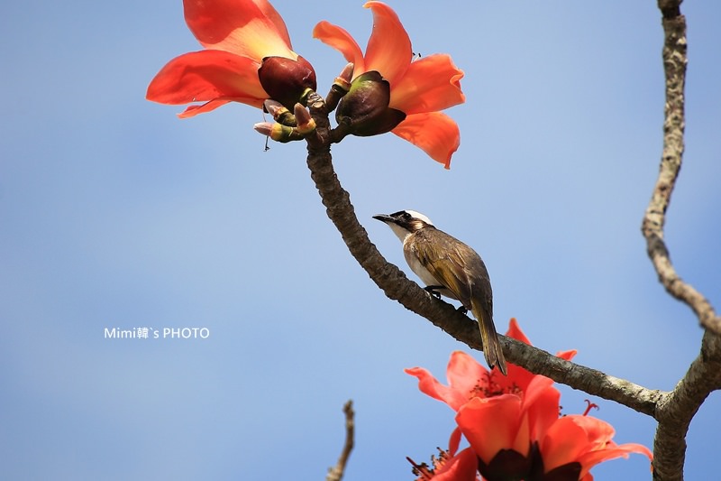 白河木棉花28.JPG
