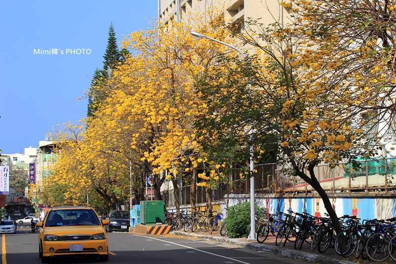 台南風鈴花7.JPG