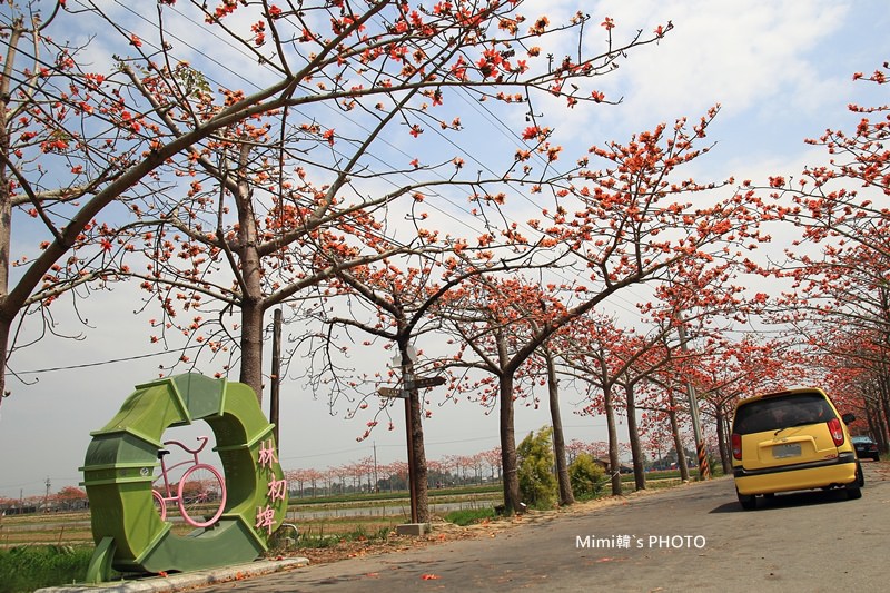 白河木棉花2.JPG