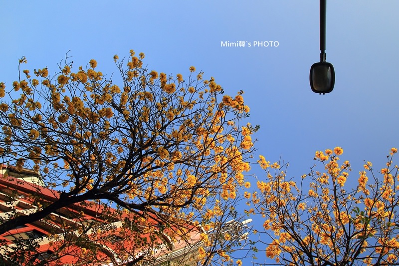 台南風鈴花31.JPG