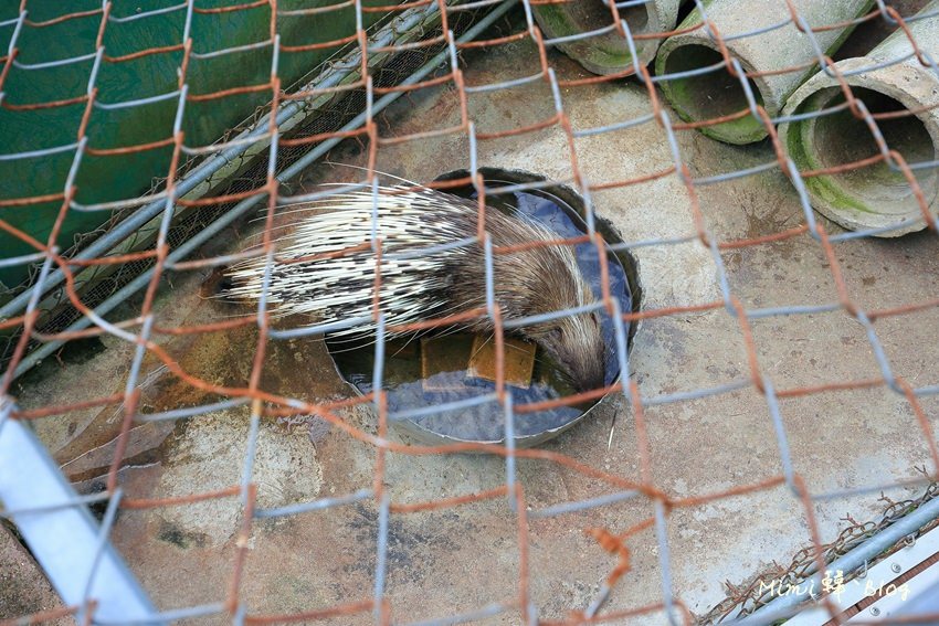 嘉義獨角仙牧場-23.jpg