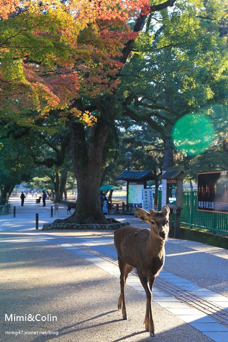 奈良東大寺-9.jpg