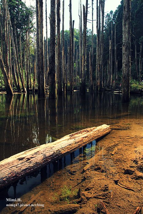 南投鹿谷忘憂森林22.JPG 南投鹿谷忘憂森林22.JPG