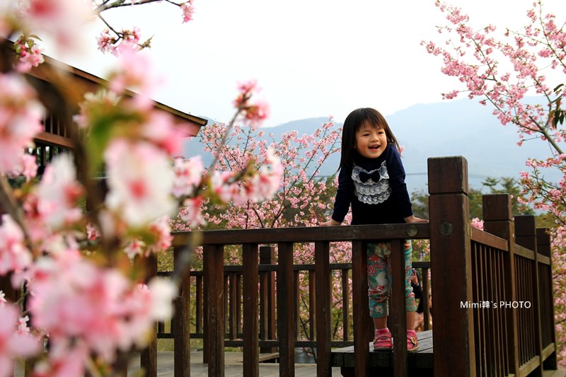小半天櫻花8.JPG