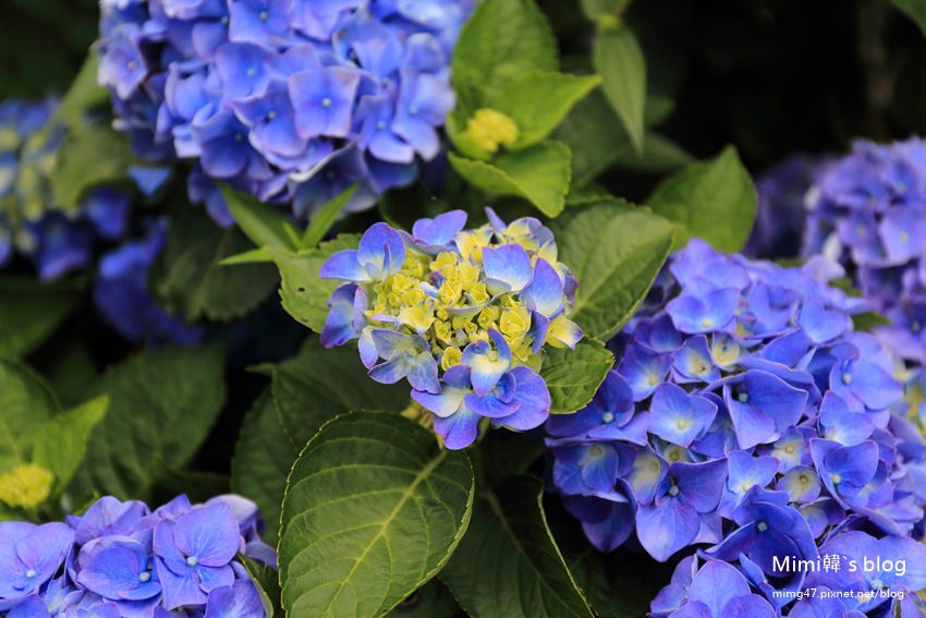 竹子湖繡球花-11.jpg