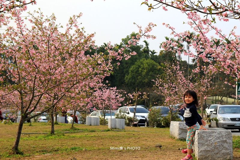 小半天櫻花3.JPG