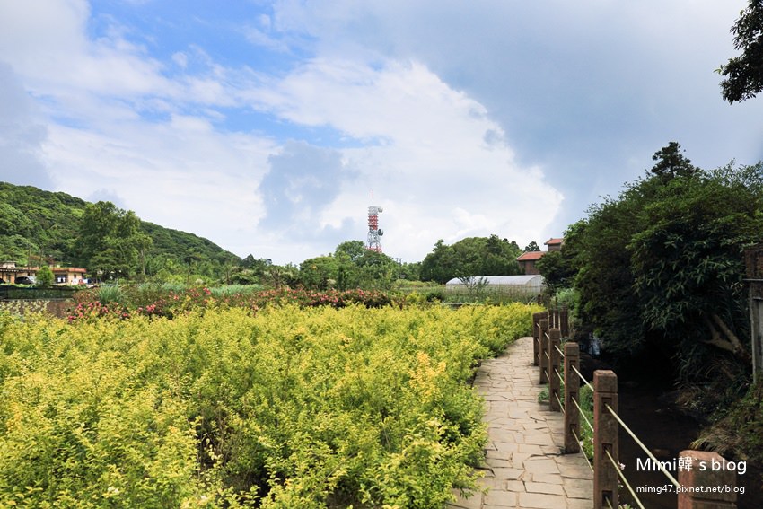 竹子湖繡球花-4.jpg