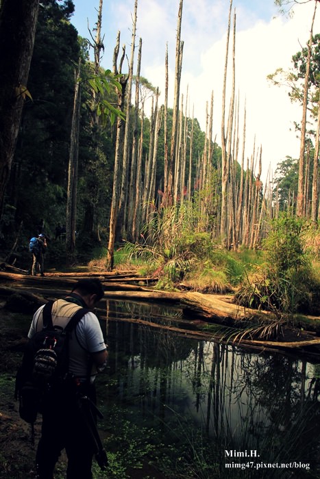 南投鹿谷忘憂森林14.JPG 南投鹿谷忘憂森林14.JPG
