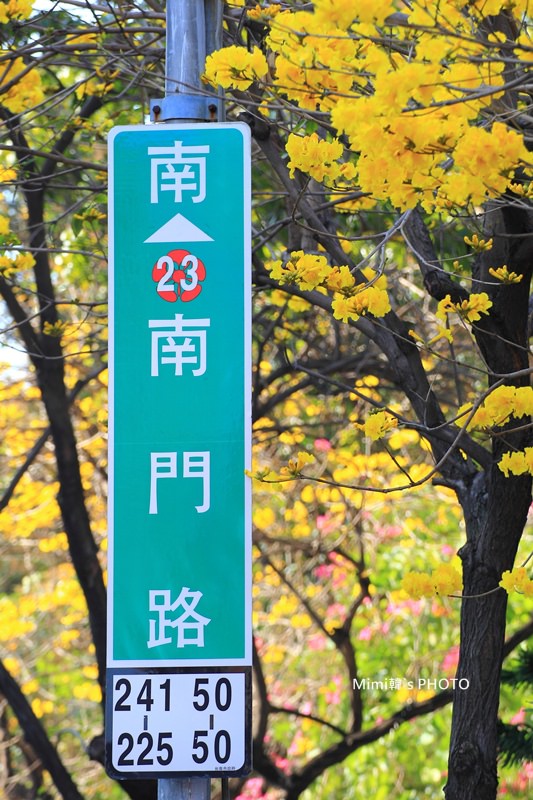 台南風鈴花16.JPG