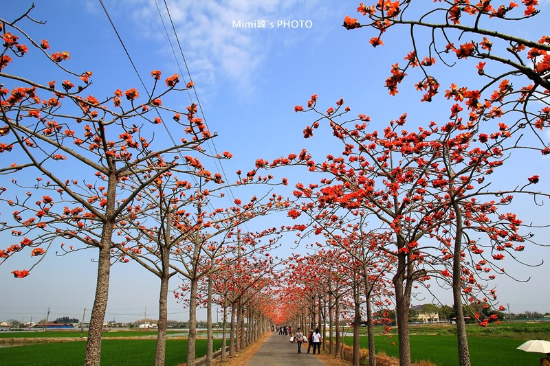 白河木棉花1.JPG