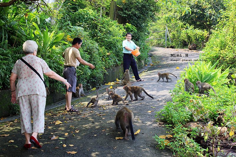南化烏山彌猴17.JPG