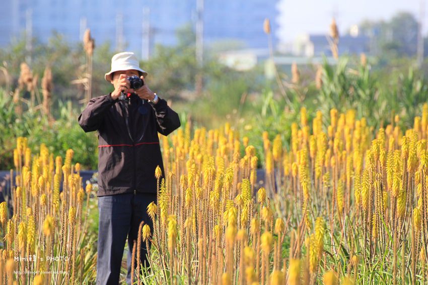 台南景點-安南蘆薈花田-19.jpg
