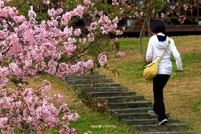 小半天櫻花27.JPG