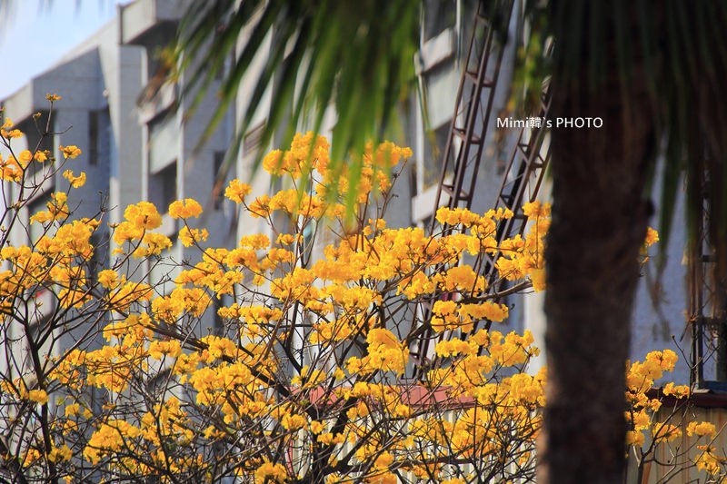台南風鈴花37.JPG