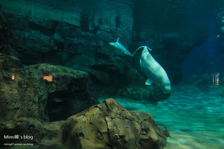名古屋水族館-14.jpg