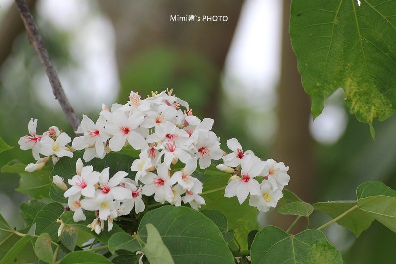 圓林仔桐花11.JPG