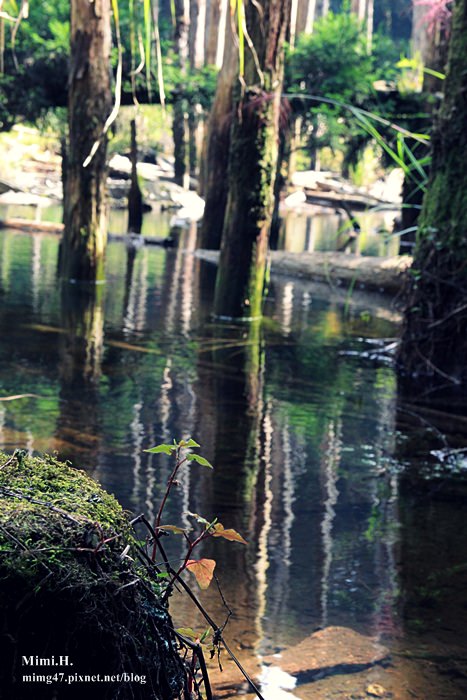 南投鹿谷忘憂森林19.JPG 南投鹿谷忘憂森林19.JPG