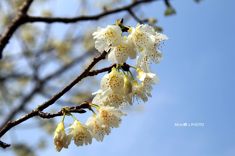 小半天櫻花23.JPG