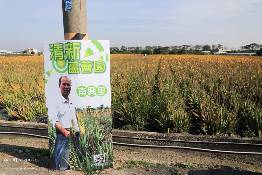台南景點-安南蘆薈花田-3.jpg