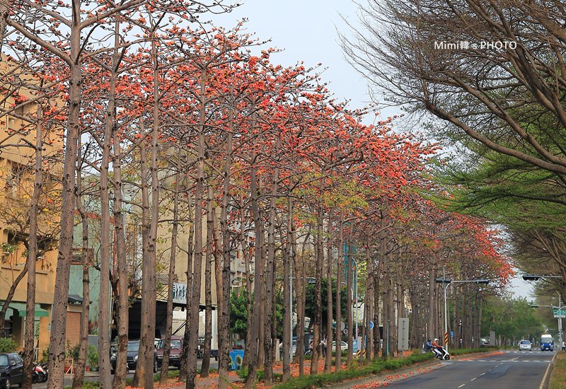 東豐路木棉花5.JPG