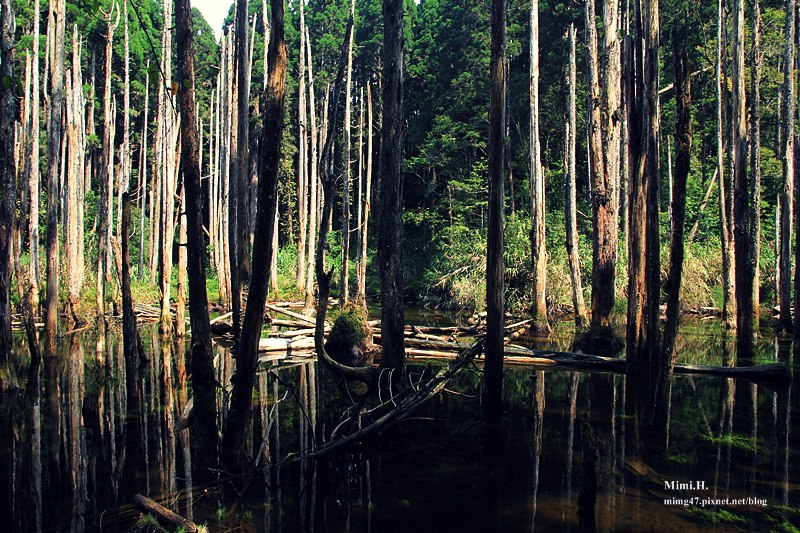 南投鹿谷忘憂森林15.JPG 南投鹿谷忘憂森林15.JPG