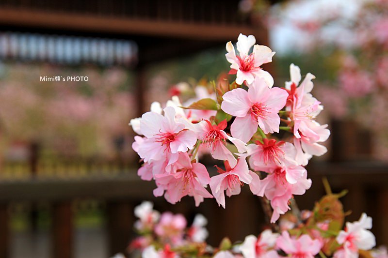 小半天櫻花22.JPG