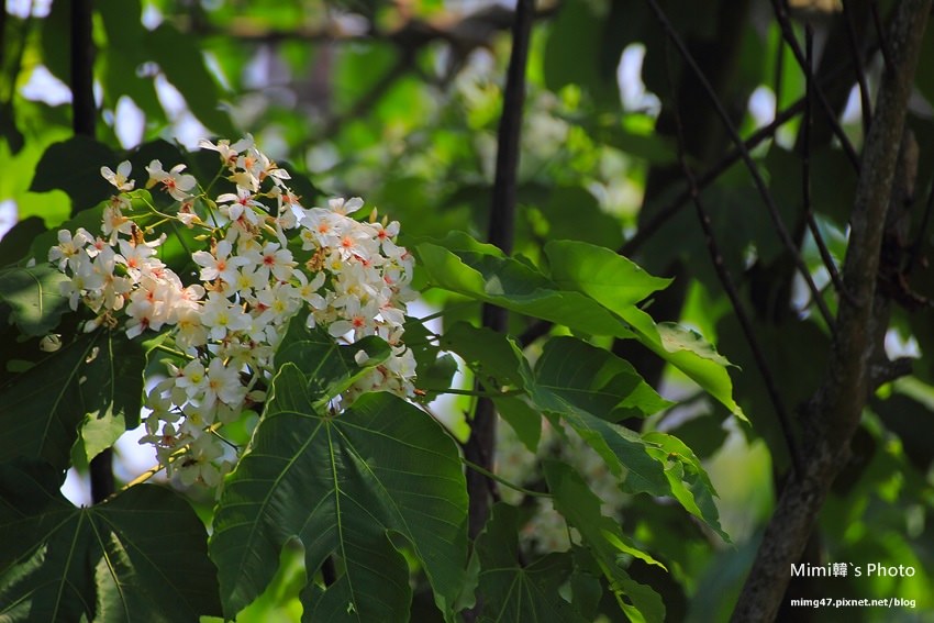 嘉義景點-圓林仔藍花楹油桐花-29.jpg