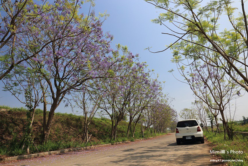嘉義景點-圓林仔藍花楹油桐花-4.jpg